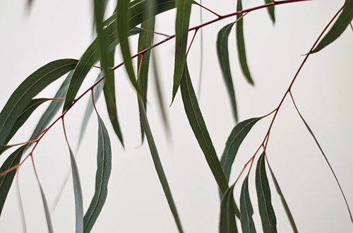 Eucalyptus | Natural Elements