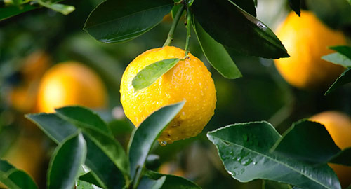 Lemon | Natural Elements