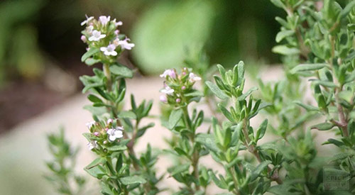 Thyme | Natural Elements