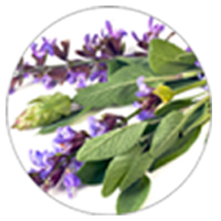 Lavender | Natural Elements