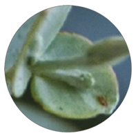 Clean Air Air Freshener | Natural Elements