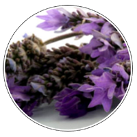Lavender Essential Oil | Natural Elements