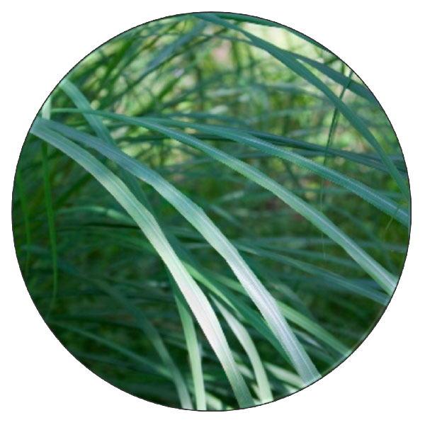 Lemongrass Essential Oil | Natural Elements