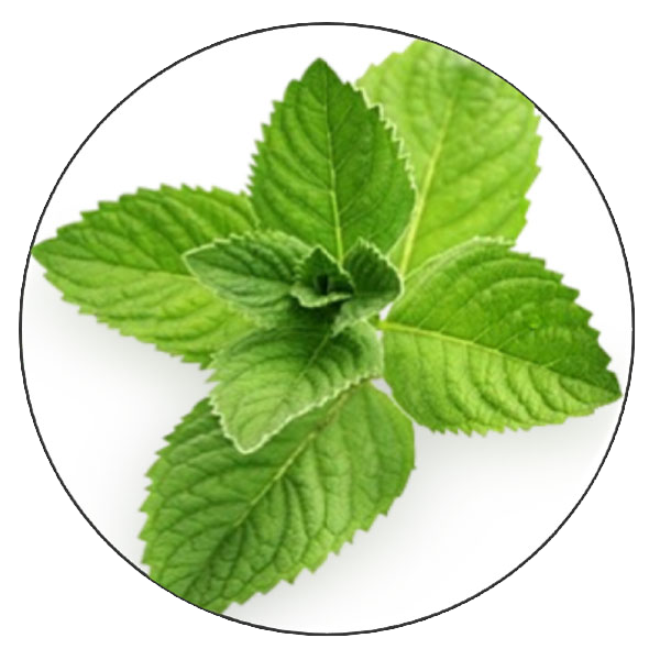 Peppermint Essential Oil | Natural Elements