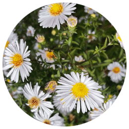 Flowers | Natural Elements